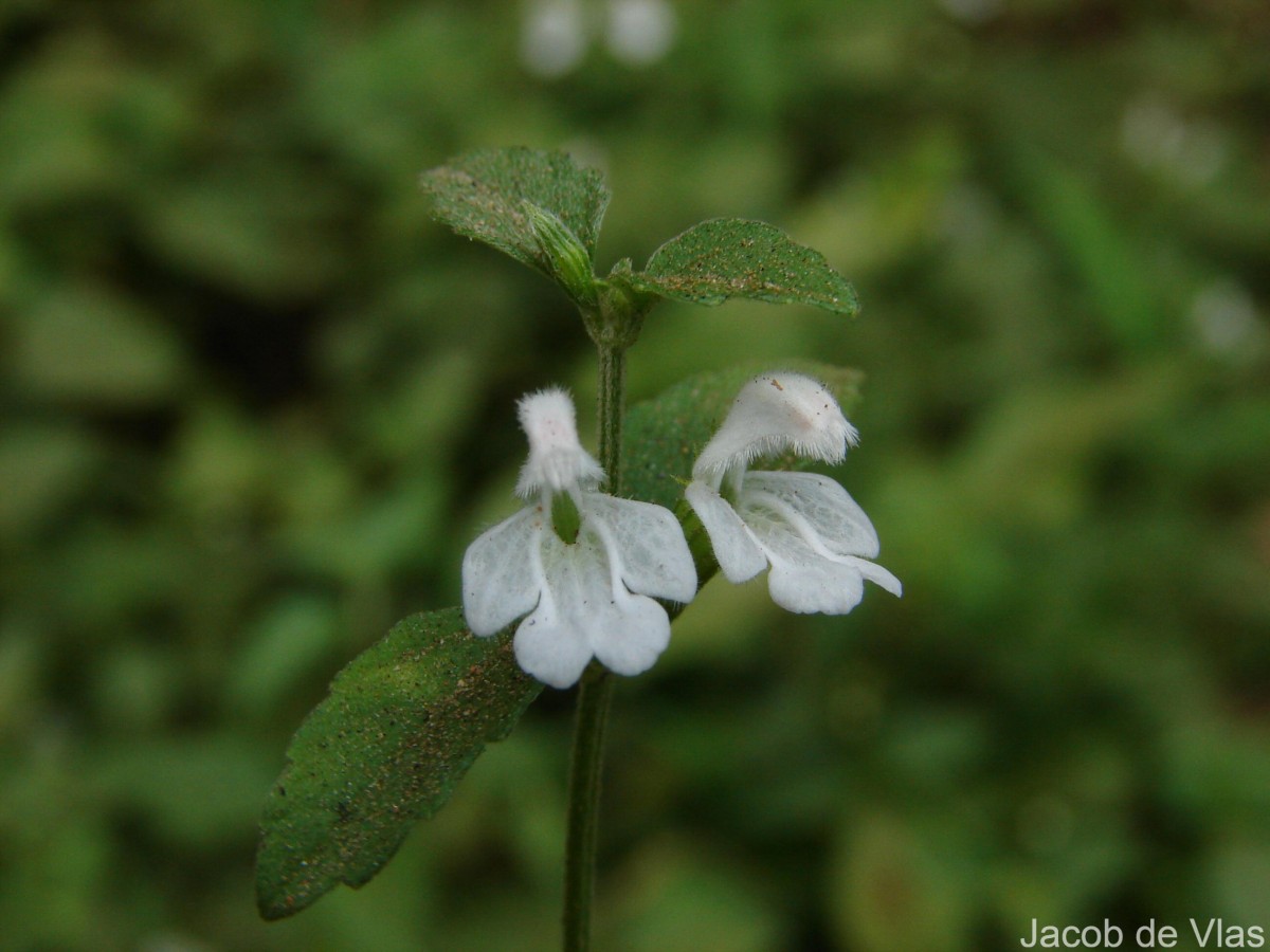 Leucas biflora (Vahl) Sm.